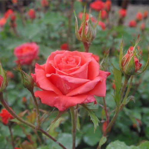 Pomarańczowo-czerwony - Róże pienne - z kwiatami bukietowymi - korona krzaczasta